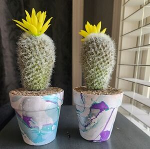 Set of two Cactus